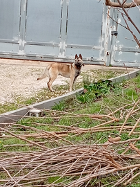 Cucciolo pastore belga malinos