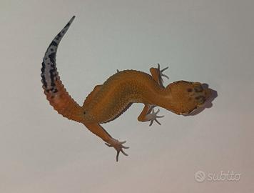 Geco leopardino