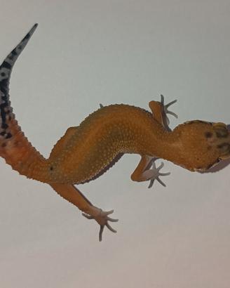 Geco leopardino
