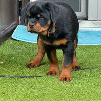 Cuccioli rottweiler