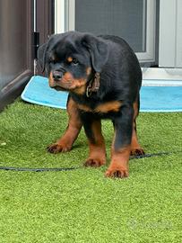 Cuccioli rottweiler