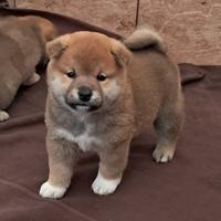 Shiba inu cuccioli
