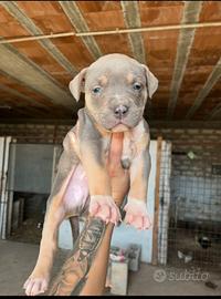 Pitbull tricolore
