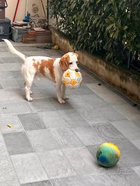 Giovane Beagle con pedigree