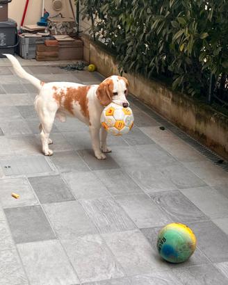 Giovane Beagle con pedigree