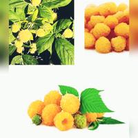 LAMPONI GIALLI RIFIORENTI SPEDIZIONE DISPONIBILE 