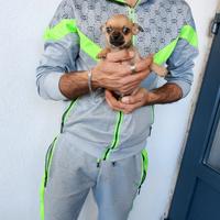 Cucciolo di cihuahua