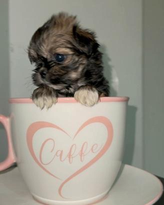 Mini maltipoo Toy da borsetta