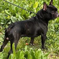 Cuccioli di Bulldog francesi
