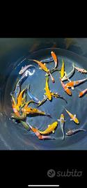 Carpe Koi mix