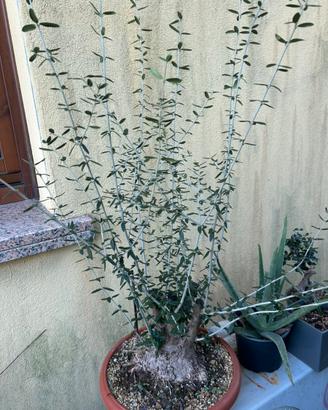 Bonsai di ulivo