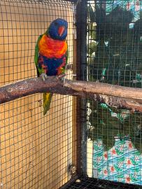 Lori arcobaleno
