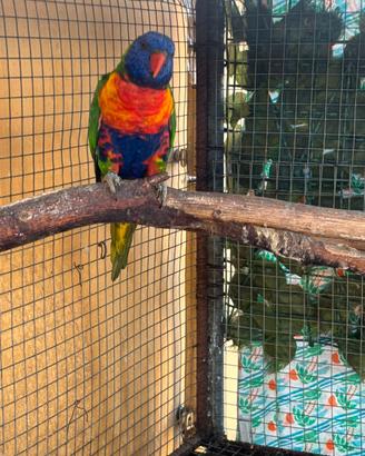 Lori arcobaleno