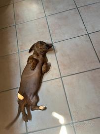 Cucciola di bassotto