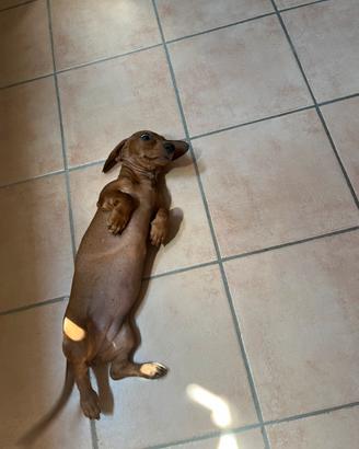 Cucciola di bassotto