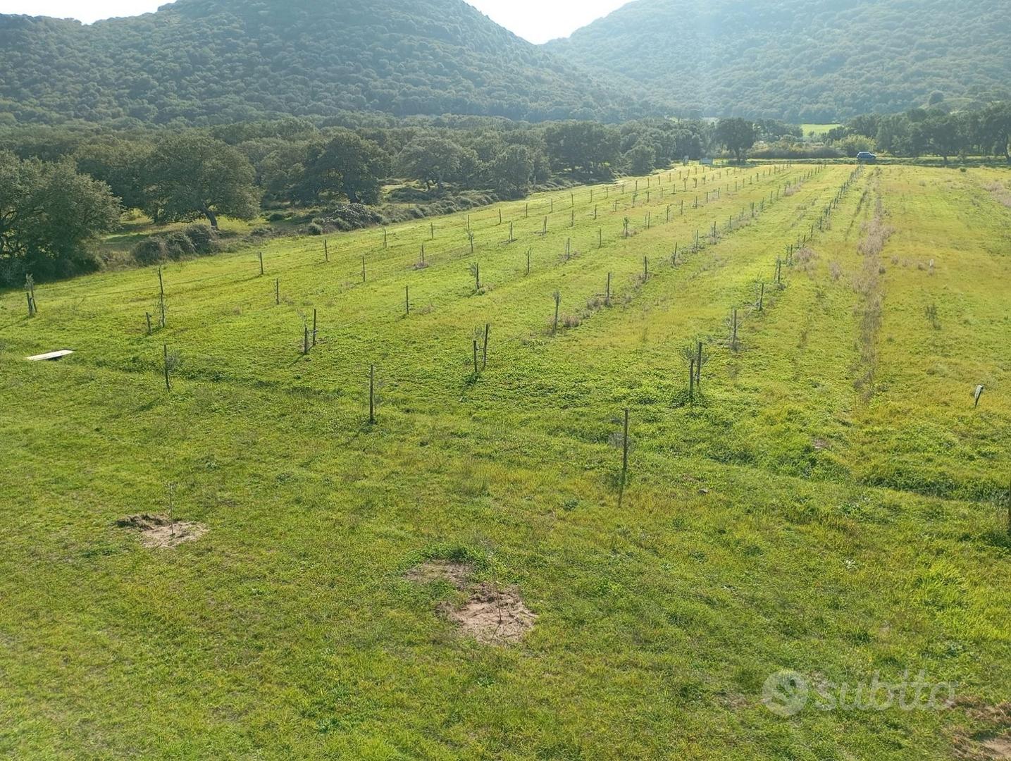 Terreno agricolo a Ploaghe - Vista 2