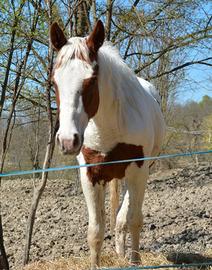 Puledra paint Apha 24 mesi