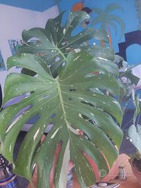 monstera thai Constellation 
