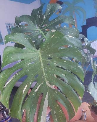 monstera thai Constellation 