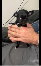 Òpp chihuahua mini Toy con pedigree