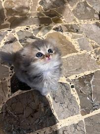 Gatti scottish