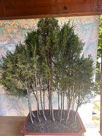 Bonsai