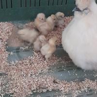 Pulcini Moroseta bianchi