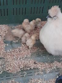 Pulcini Moroseta bianchi