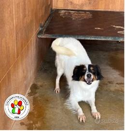 Maschio meticcio - 3 anni circa