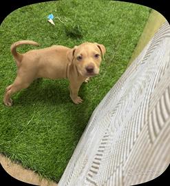 Cucciola pit bull