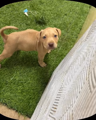 Cucciola pit bull