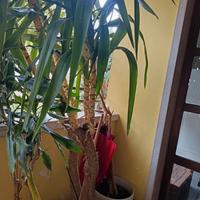 Yucca alta circa 2 metri