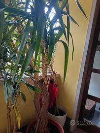 Yucca alta circa 2 metri