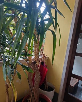 Yucca alta circa 2 metri