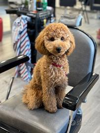 Barboncino Nano con pedigree Enci