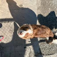 Australian sheeple cucciolo