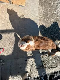 Australian sheeple cucciolo