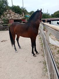 Andaluso con documenti