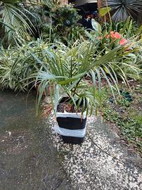  Palma ravanea. Aspetto tropicale. 