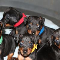 Pinscher #zwergpinscher #pinschernano