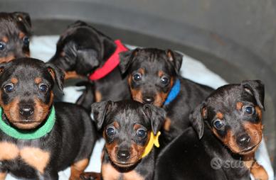 Pinscher #zwergpinscher #pinschernano