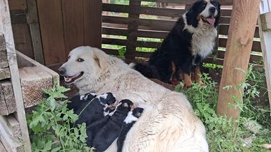 Disponibili cuccioli