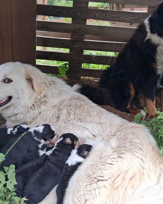 Disponibili cuccioli