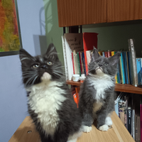 Maine Coon Cuccioli vari colori