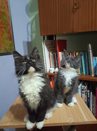 Maine Coon Cuccioli vari colori