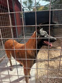 Malinois belga