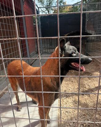 Malinois belga
