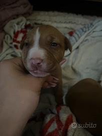 Pitbull