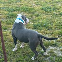 Pit bull maschio