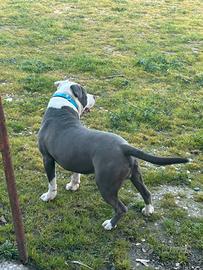 Pit bull maschio